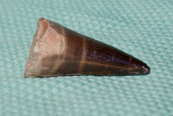 Mosasaurus